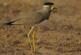 Yala National Park